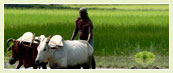 Indian Agriculture